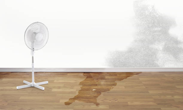 Best Basement water damage restoration  in Erie, CO