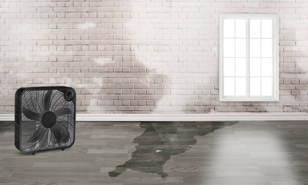 Best Mold removal after water damage  in Erie, CO